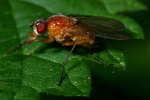 Vorschaubild Diptera, Muscidae, Thricops_2005_10_13--16-44-23.jpg 