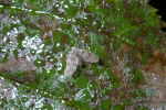 Vorschaubild Diptera, Psychodidae, Schmetterlingsmuecke_2005_09_03--10-46-23.jpg 