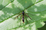 Vorschaubild Diptera, Ptychopteridae, Ptychoptera contaminata, Weibchen_2019_07_18--10-08-57.jpg 