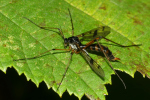 Vorschaubild Diptera, Ptychopteridae, Ptychoptera_2022_09_17--09-15-06.jpg 