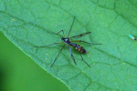 Vorschaubild Diptera, Ptychopteridae, Ptytochptera,_2019_07_16--10-26-24.jpg 