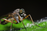 Vorschaubild Diptera, Rhagionidae, Rhagio scolopaceus, Gemeine Schnepfenfliege_2011_06_04--09-30-00.jpg 
