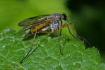 Vorschaubild Diptera, Rhagionidae, Rhagio scolopaceus, Schnepfenfliege_2006_06_17--10-35-37.jpg 