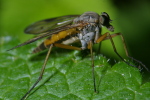Vorschaubild Diptera, Rhagionidae, Rhagio scolopaceus, Schnepfenfliege_2006_06_17--10-36-12.jpg 