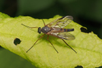 Vorschaubild Diptera, Rhagionidae, Rhagio vitripennis_2018_05_18--11-03-57.jpg 