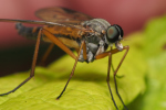 Vorschaubild Diptera, Rhagionidae, Rhagio vitripennis_2018_05_18--11-05-11.jpg 