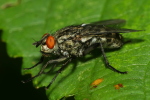 Vorschaubild Diptera, Sarcophagidae, Sarcophaga, Fleischfliege_2020_08_11--10-29-38.jpg 