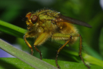 Vorschaubild Diptera, Scatophagidae, Scatophaga stercoraria, Dungfliege_2010_04_23--12-58-21.jpg 