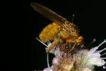 Vorschaubild Diptera, Scatophagidae, Scatophaga, mit Beute_2005_08_26--09-46-37.jpg 