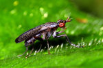 Vorschaubild Diptera, Sciomycidae, Coremacera marginata_2008_06_17--18-04-44.jpg 