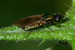 Vorschaubild Diptera, Stratiomyidae, Chloromyia formosa_2006_06_23--10-12-51.jpg 