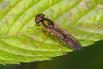 Vorschaubild Diptera, Stratiomyidae, Sargus bipunctatus_2020_08_31--10-55-53.jpg 