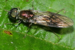 Vorschaubild Diptera, Stratiomyidae, Waffenfliege_2021_10_17--11-50-18.jpg 