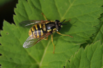 Vorschaubild Diptera, Syrphidae, Chrysotoxum cautum_2019_05_17--10-04-32.jpg 
