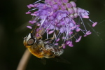 Vorschaubild Diptera, Syrphidae, Criorhina berberina_2006_09_24--11-52-20.jpg 