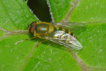 Vorschaubild Diptera, Syrphidae, Didea fasciata_2010_05_08--13-09-57.jpg 