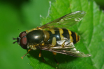 Vorschaubild Diptera, Syrphidae, Didea fasciata_2010_06_04--13-44-16.jpg 