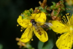 Vorschaubild Diptera, Syrphidae, Epistrophella euchroma_2006_07_11--08-53-45.jpg 