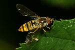 Vorschaubild Diptera, Syrphidae, Episyrphus balteatus, Winterschwebfliege_2022_07_19--18-28-57.jpg 