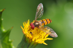 Vorschaubild Diptera, Syrphidae, Episyrphus balteatus_2020_06_15--10-21-54.jpg 