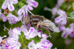Vorschaubild Diptera, Syrphidae, Eristalinus sepulchralis_2019_04_22--16-16-28.jpg 