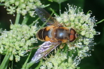 Vorschaubild Diptera, Syrphidae, Eristalis interrupta, Keilfleckschwebfliege_2020_08_11--15-20-33.jpg 