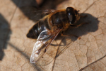 Vorschaubild Diptera, Syrphidae, Eristalis pertinax_2020_04_04--09-53-11.jpg 