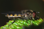 Vorschaubild Diptera, Syrphidae, Melanostoma,_2005_01_05--04-49-19.jpg 
