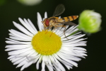 Vorschaubild Diptera, Syrphidae, Meliscaeva cinctella_2020_07_03--16-42-49.jpg 
