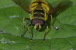 Vorschaubild Diptera, Syrphidae, Myathropa florea, Portraet_2006_06_23--11-14-05.jpg 