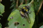 Vorschaubild Diptera, Syrphidae, Pocota personata_2006_09_24--11-58-01.jpg 