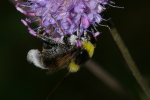 Vorschaubild Diptera, Syrphidae, Pocota personata_2006_09_24--11-59-37.jpg 
