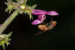 Vorschaubild Diptera, Syrphidae, Rhingia campestris, Kegelfliege_2009_06_27--15-00-05.jpg 