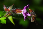 Vorschaubild Diptera, Syrphidae, Rhingia campestris, Kegelfliege_2014_05_15--15-07-44.jpg 
