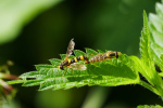 Vorschaubild Diptera, Syrphidae, Sphaerophoria scripta_2019_06_29--10-28-14.jpg 