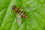 Vorschaubild Diptera, Syrphidae, Syrphus ribesii_2019_07_03--09-58-02.jpg 