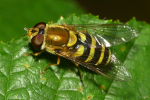 Vorschaubild Diptera, Syrphidae, Syrphus ribesii_2022_07_19--18-54-29.jpg 