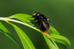 Vorschaubild Diptera, Syrphidae, Volucella bombylans, Hummel-Schwebfliege_2019_06_01--16-43-23.jpg 