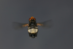 Vorschaubild Diptera, Syrphidae, Volucella pellucens, Waldschwebfliege, im Flug_2008_06_24--07-48-49.jpg 