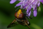 Vorschaubild Diptera, Syrphidae, Volucella pellucens, Waldschwebfliege_2006_07_29--15-00-37.jpg 