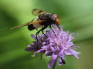 Vorschaubild Diptera, Syrphidae, Volucella pellucens, Waldschwebfliege_2007_08_04--15-05-25.jpg 