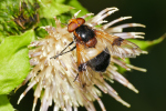 Vorschaubild Diptera, Syrphidae, Volucella pellucens_2019_08_21--10-55-31.jpg 