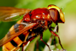 Vorschaubild Diptera, Syrphidae, Volucella zonaria_2019_08_21--10-50-52.jpg 