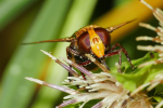 Vorschaubild Diptera, Syrphidae, Volucella zonaria_2019_08_21--10-55-57.jpg 