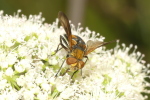 Vorschaubild Diptera, Syrphidae, Volucella_2020_07_28--10-48-33.jpg 