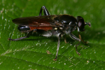 Vorschaubild Diptera, Syrphidae, Xylota_2008_06_09--15-12-36.jpg 