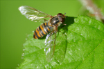 Vorschaubild Diptera, Syrphidae,_2020_05_04--10-40-04.jpg 