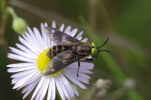 Vorschaubild Diptera, Tabanidae, Chrysops relictus, Goldaugenbremse_2014_08_30--14-13-22.jpg 