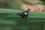 Vorschaubild Diptera, Tabanidae, Chrysops_2017_08_14--08-29-39.jpg 
