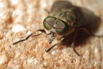 Vorschaubild Diptera, Tabanidae, Tabanus bromius_2009_06_29--10-05-08.jpg 
